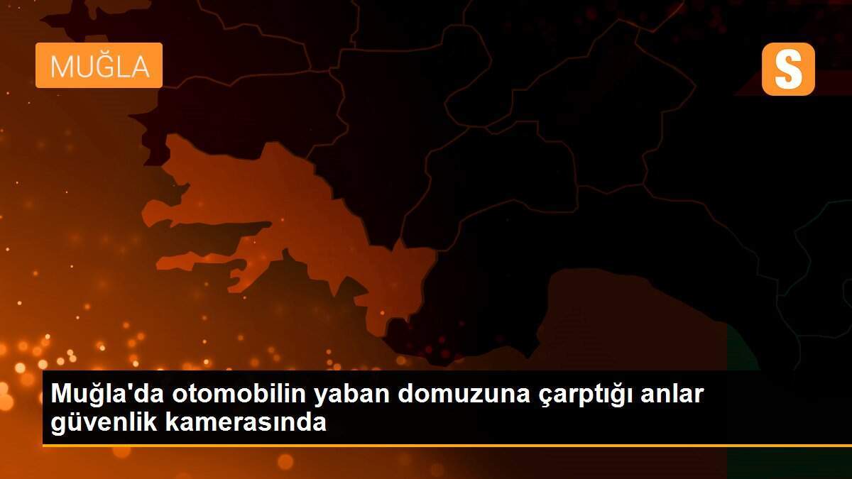 Muğla\'da otomobilin yaban domuzuna çarptığı anlar güvenlik kamerasında
