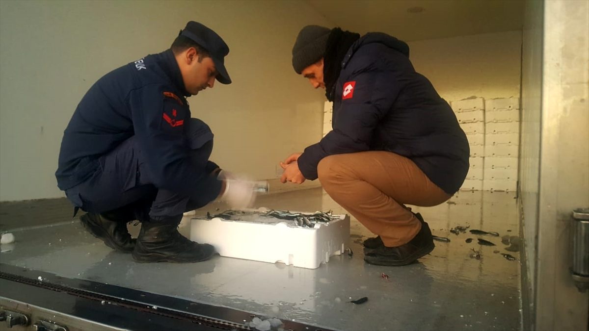 Rize\'de 10 ton küçük boy balığa el konuldu