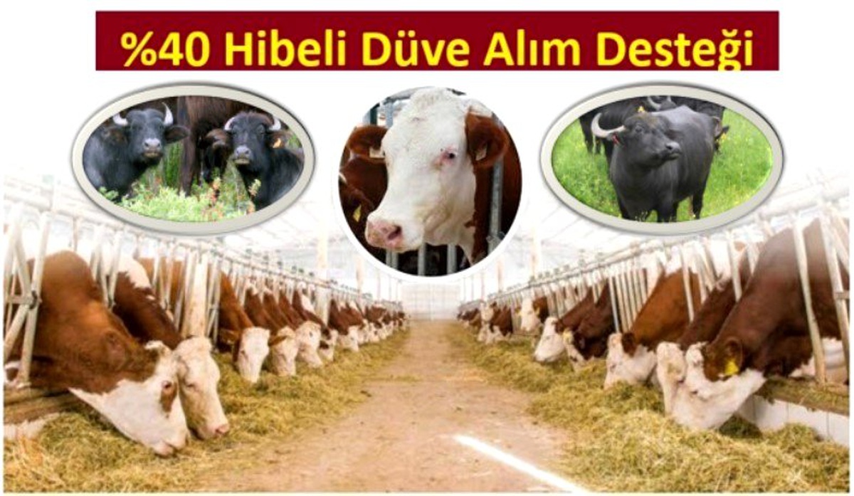 Yüzde 40 hibeli düve alım desteği başvuruları devam ediyor