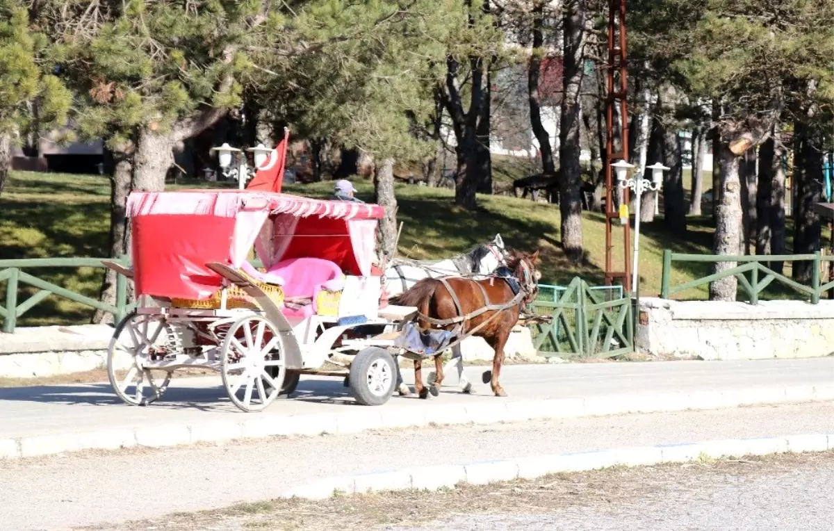 Abant Tabiat Parkı\'na gelen tatilcilerde ruam hastalığı endişesi