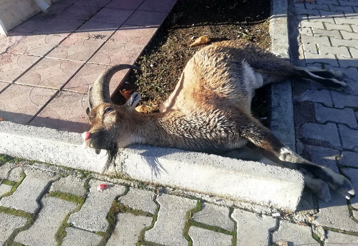Karayoluna inen dağ keçisine araç çarptı