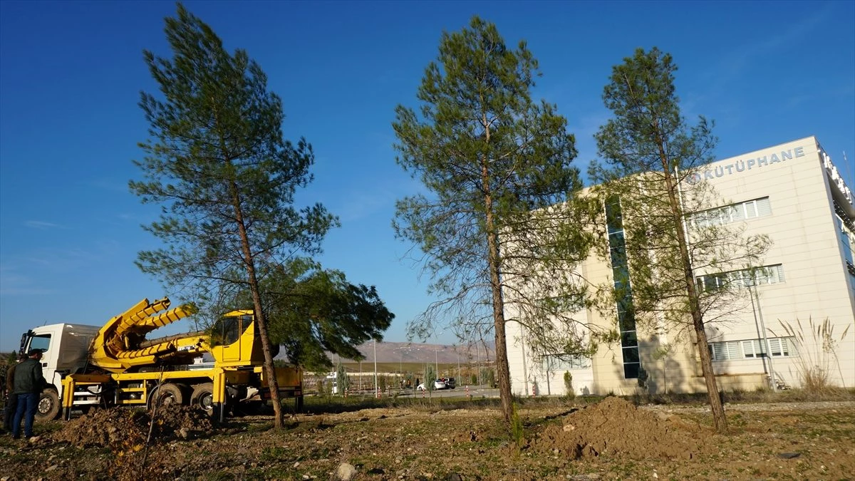 Siirt\'te baraj havzasında kalan ağaçlar üniversite yerleşkesine naklediliyor