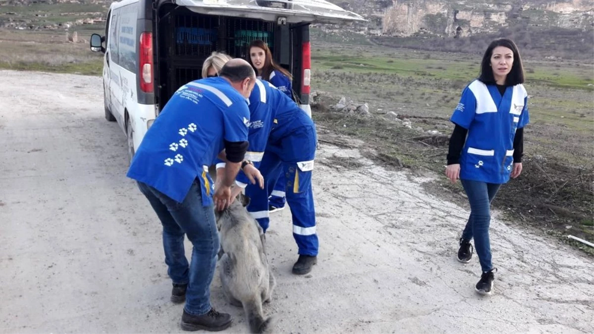 Sular altında kalacak olan Hasankeyf\'te sokak hayvanları taşınıyor