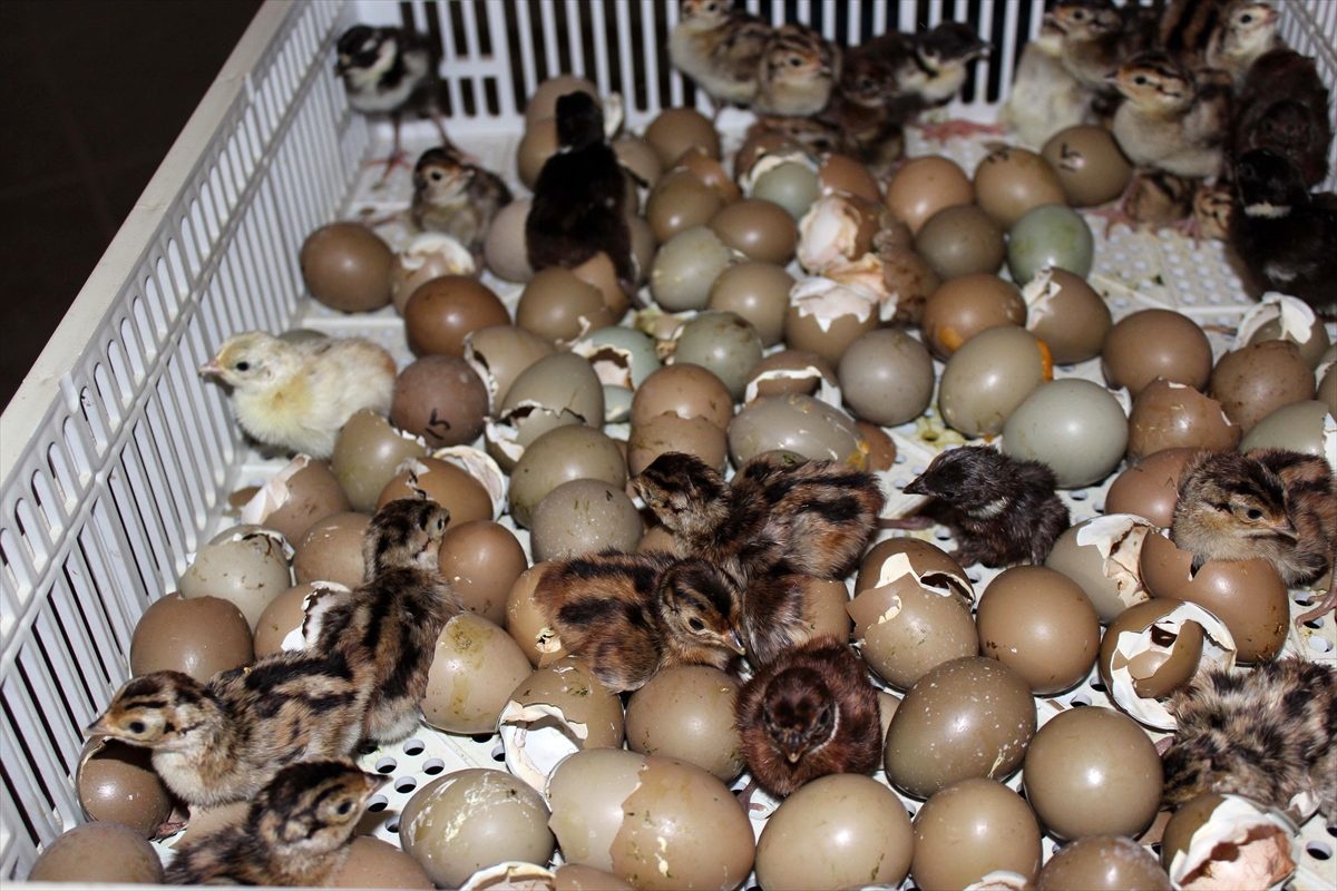 100 bin kanatlı yetiştirilerek doğaya salındı