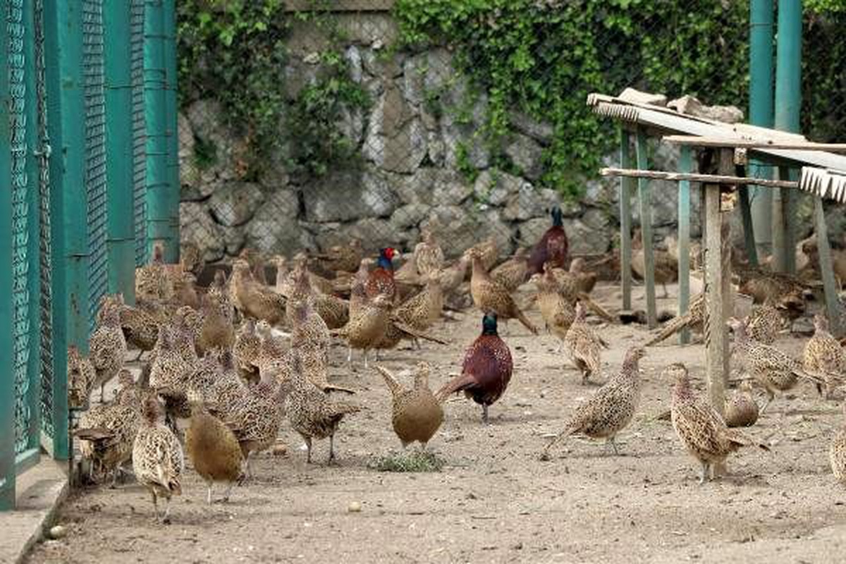 2019\'da 97 bin sülün ve keklik doğaya salındı