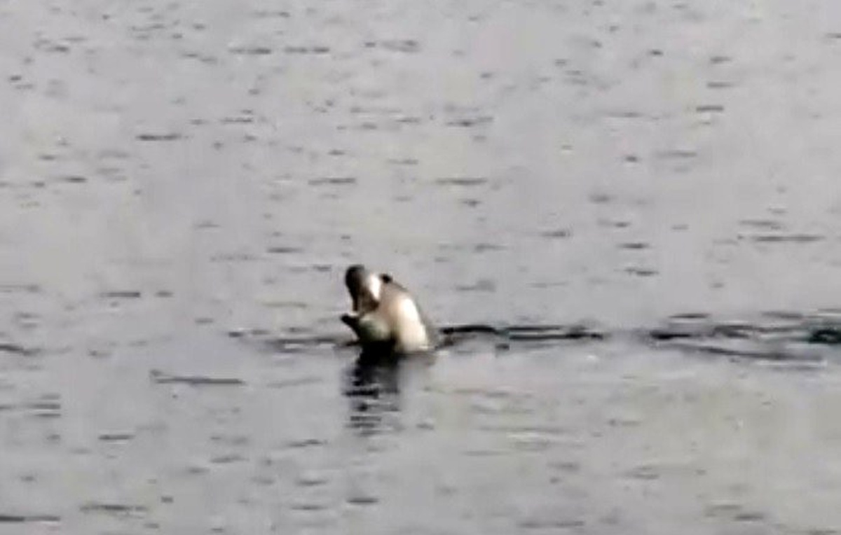 Akdeniz Körfezi\'nde köpek balığı ve fok heyecanı