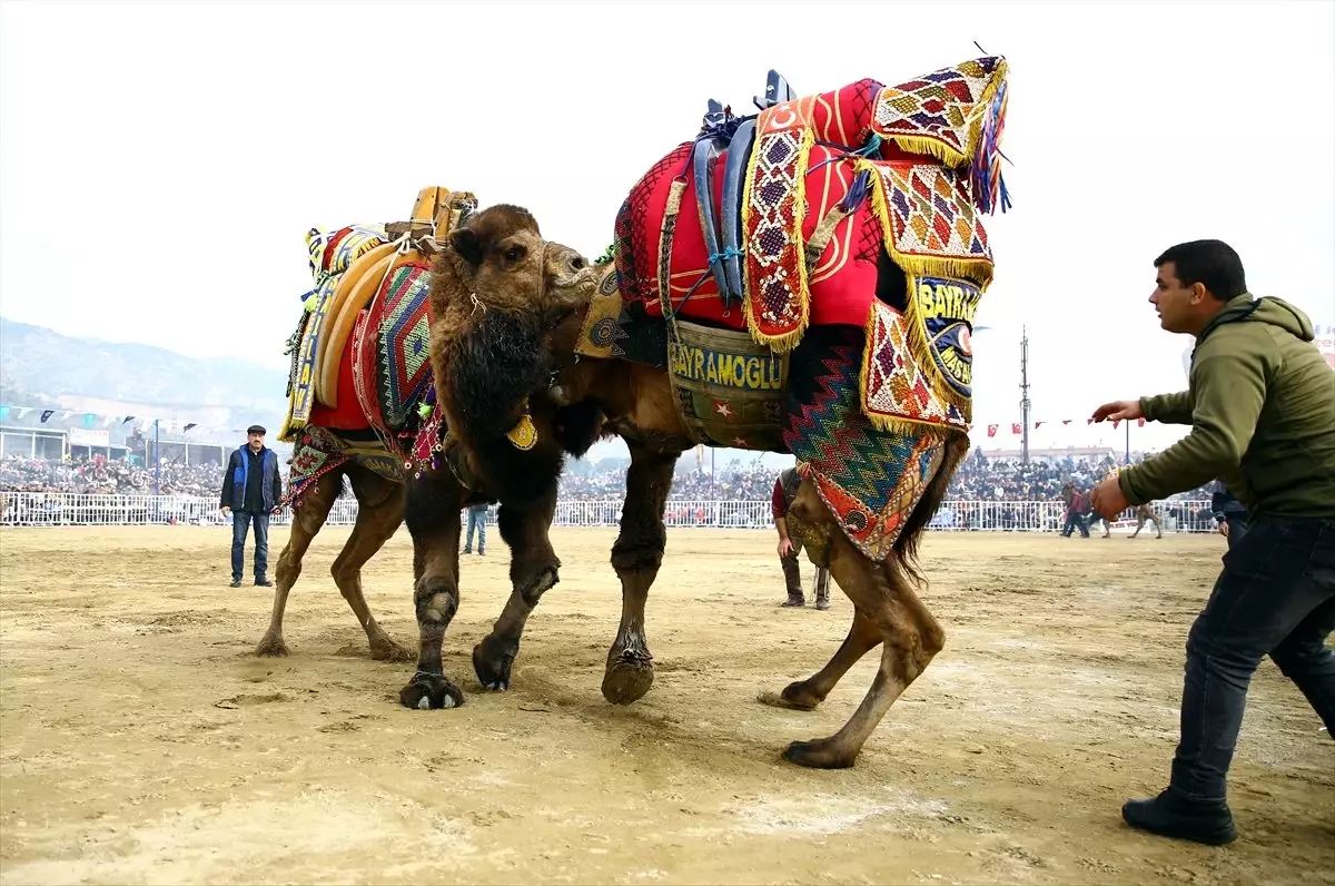 Aydın\'da deve güreşi festivali büyük ilgi gördü