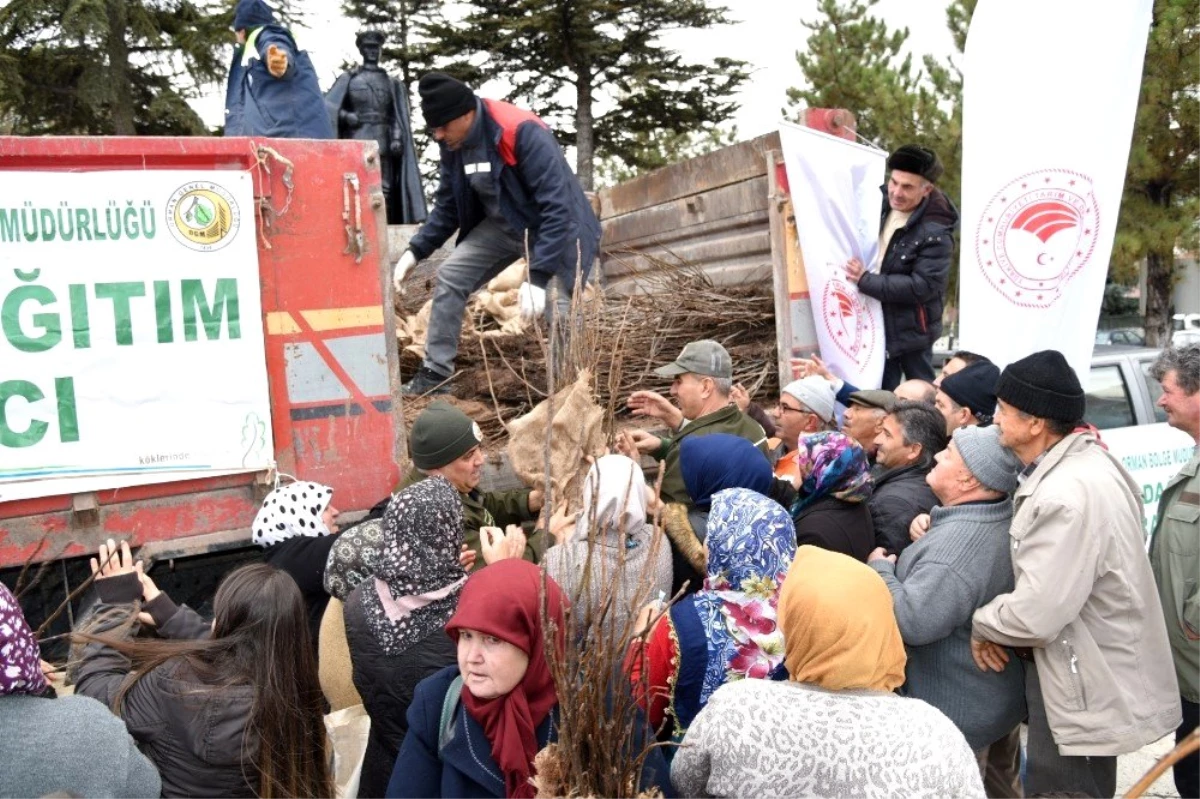 Eskişehir Orman Bölge Müdürlüğü 100 bin ceviz fidanı dağıttı