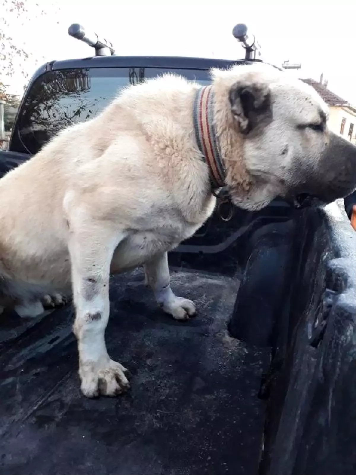 Köpek dövüştüren iki kişiye 6 bin lira para cezası