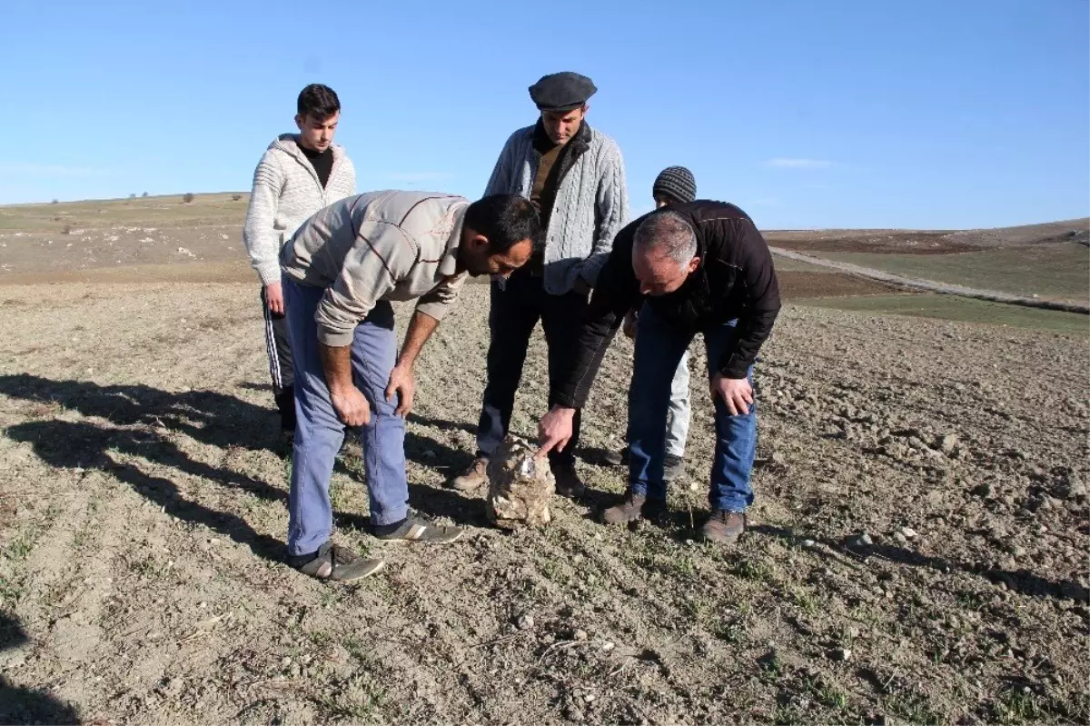 Nohut ektiler göktaşı hasat ettiler