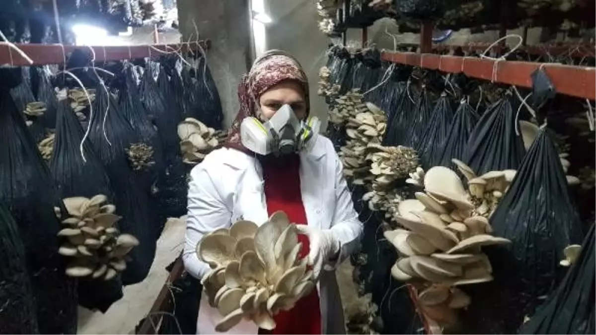 Üniversiteden mezun oldu, mantar üretimine başladı