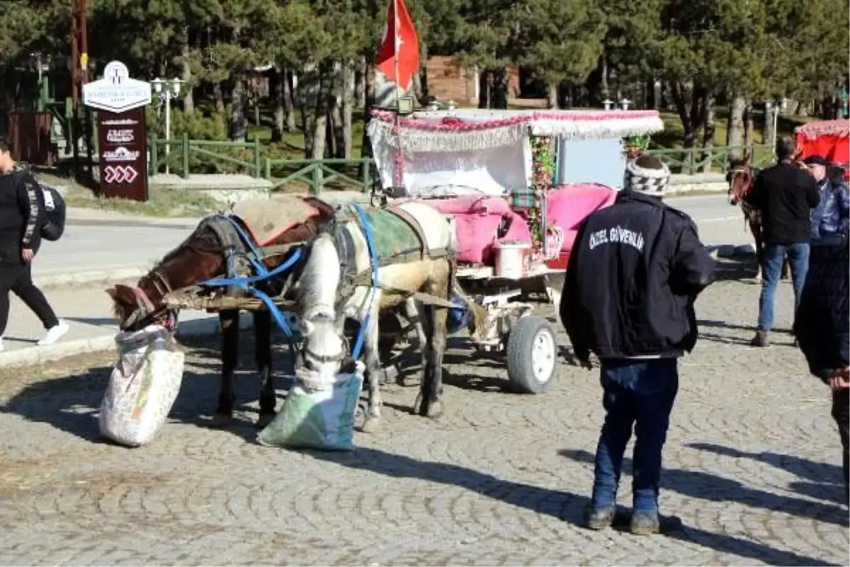 Abant\'ta karantinaya alınan atların sahiplerinde \'ruam\' bulgusuna rastlanmadı