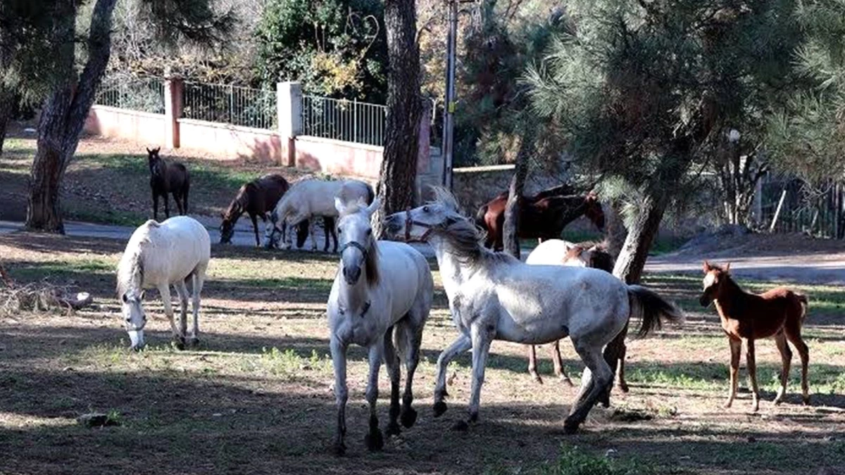 Adalardaki vatandaşların endişesi devam ediyor!