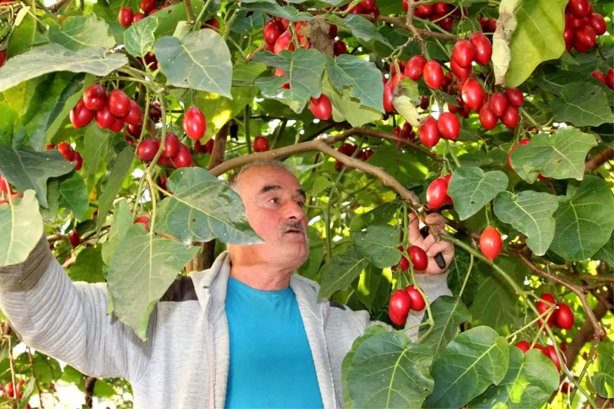 Ağaç domatesi \'Tamarillo\' Rize\'yi sevdi