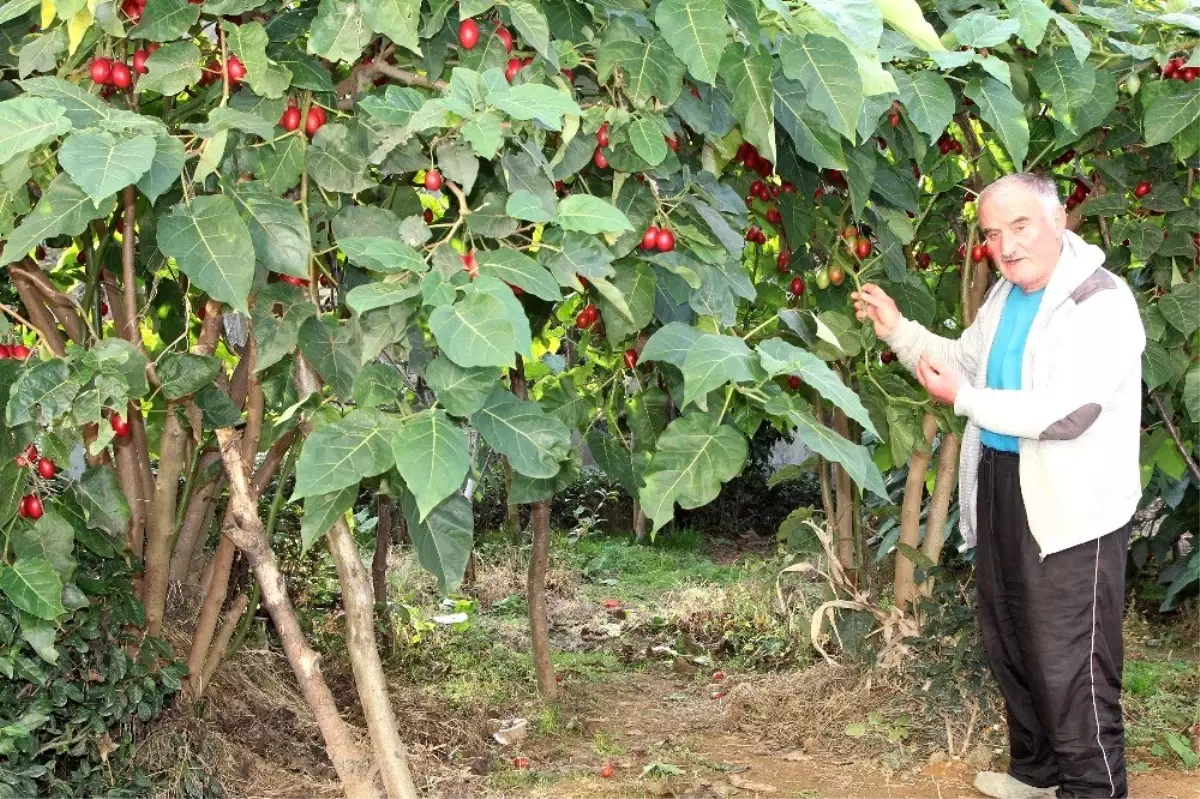 Almanya\'dan Rize\'ye getirdiği Tamarillo\'nun hem meyvesini hem de fidesini satıyor