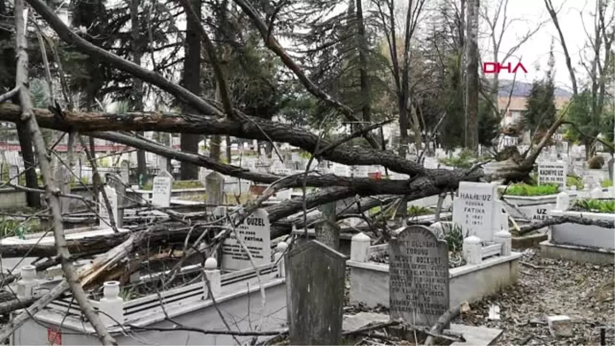 Bursa lodos ağacı kökünden söktü