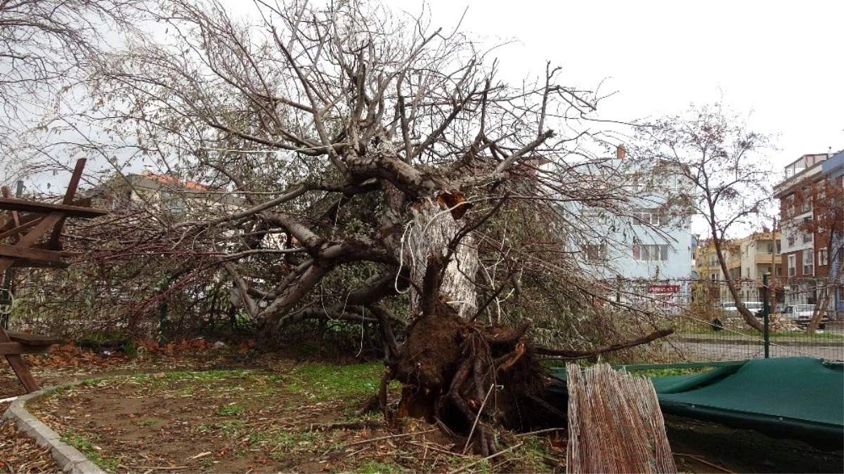 Çanakkale\'de etkili olan lodos dev ağacı kökünden çıkardı