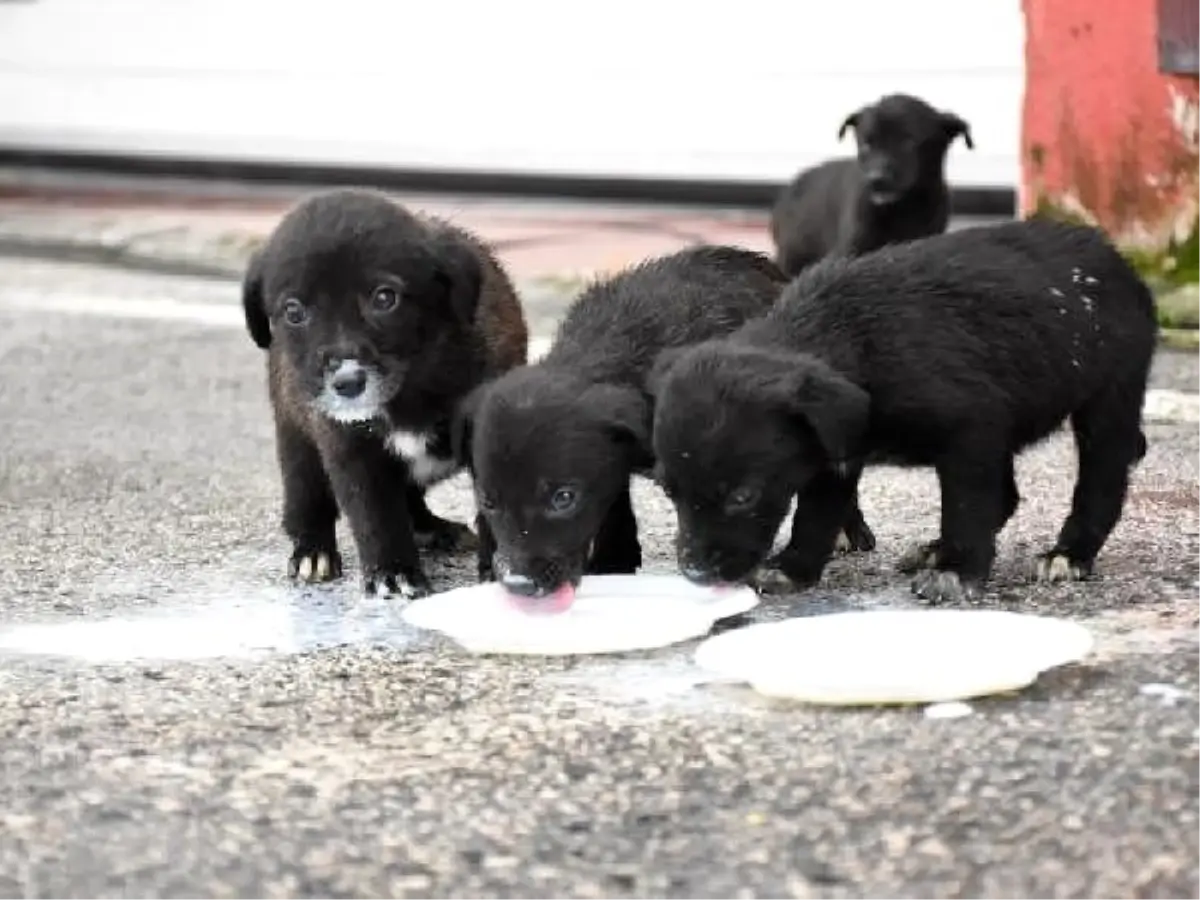 Çukura düşen köpekleri itfaiye kurtardı