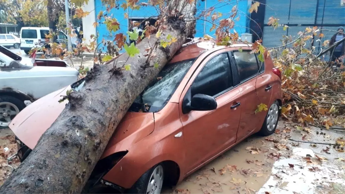 Fırtınanın devirdiği ağaç otomobili hurdaya çevirdi