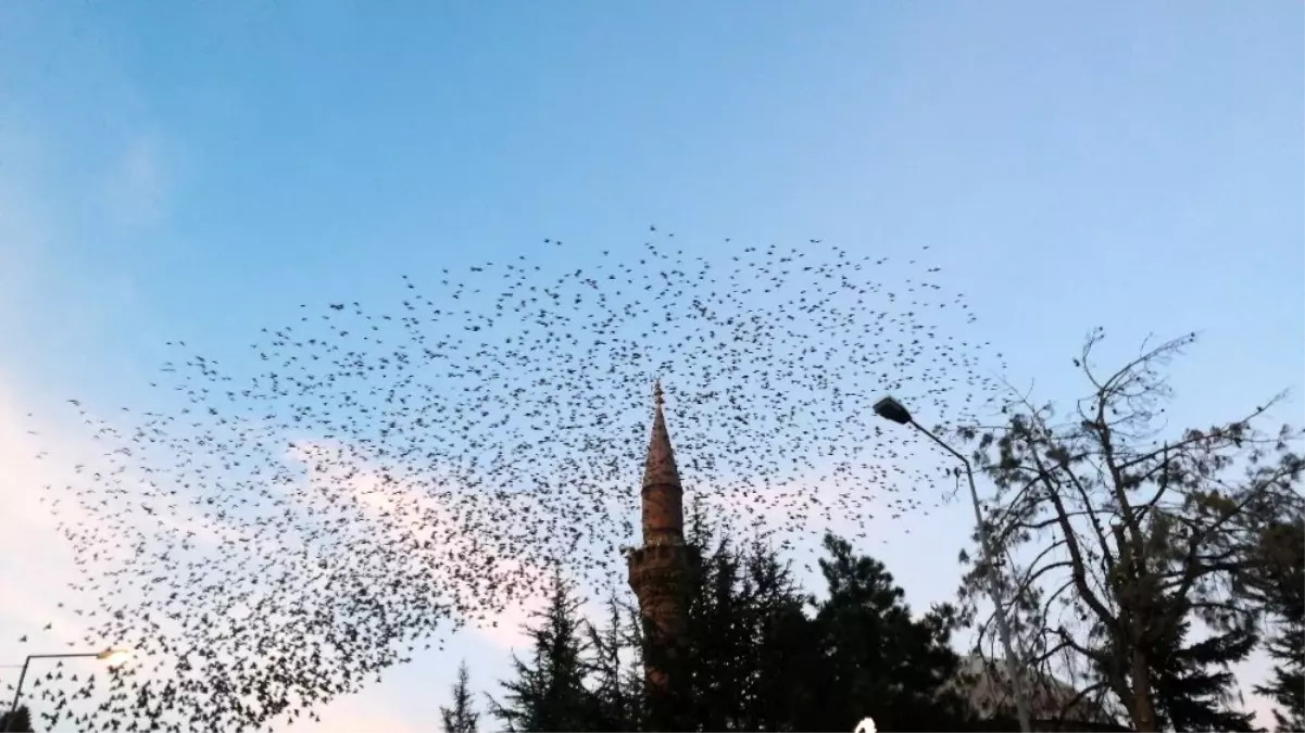 Isparta semalarında kuşların eşsiz dansı