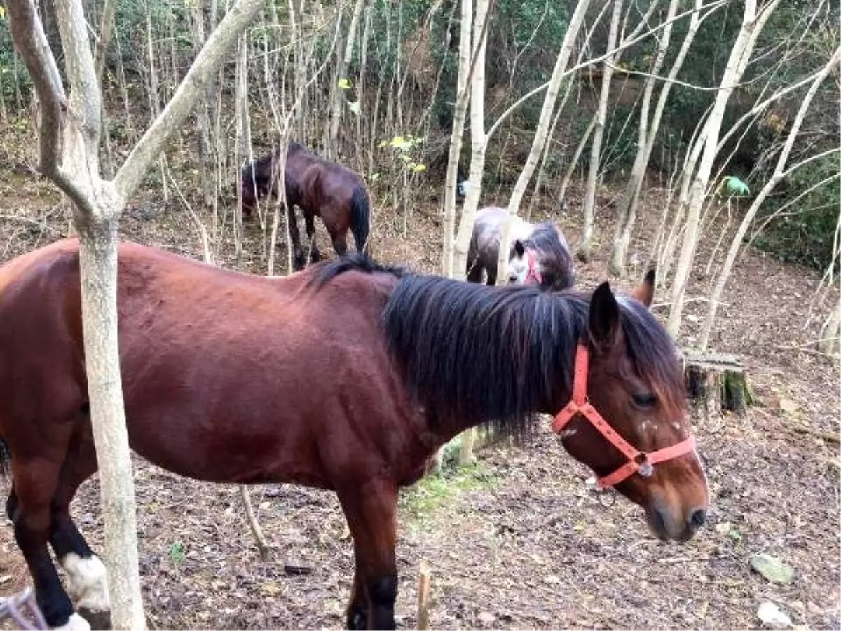 Karantina uygulanan Büyükada\'da ormanlık alanda bekleyen atlar görüntülendi