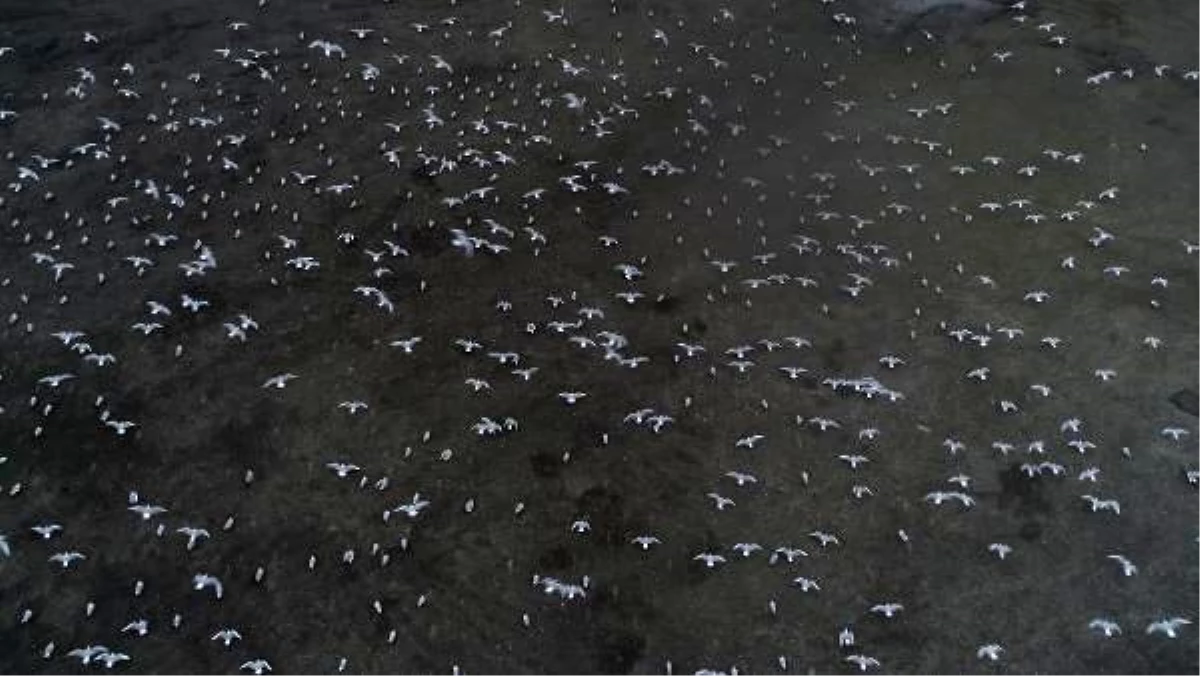 Kazlıçeşme\'de otoparka sığınan yüzlerce martı havadan fotoğraflandı