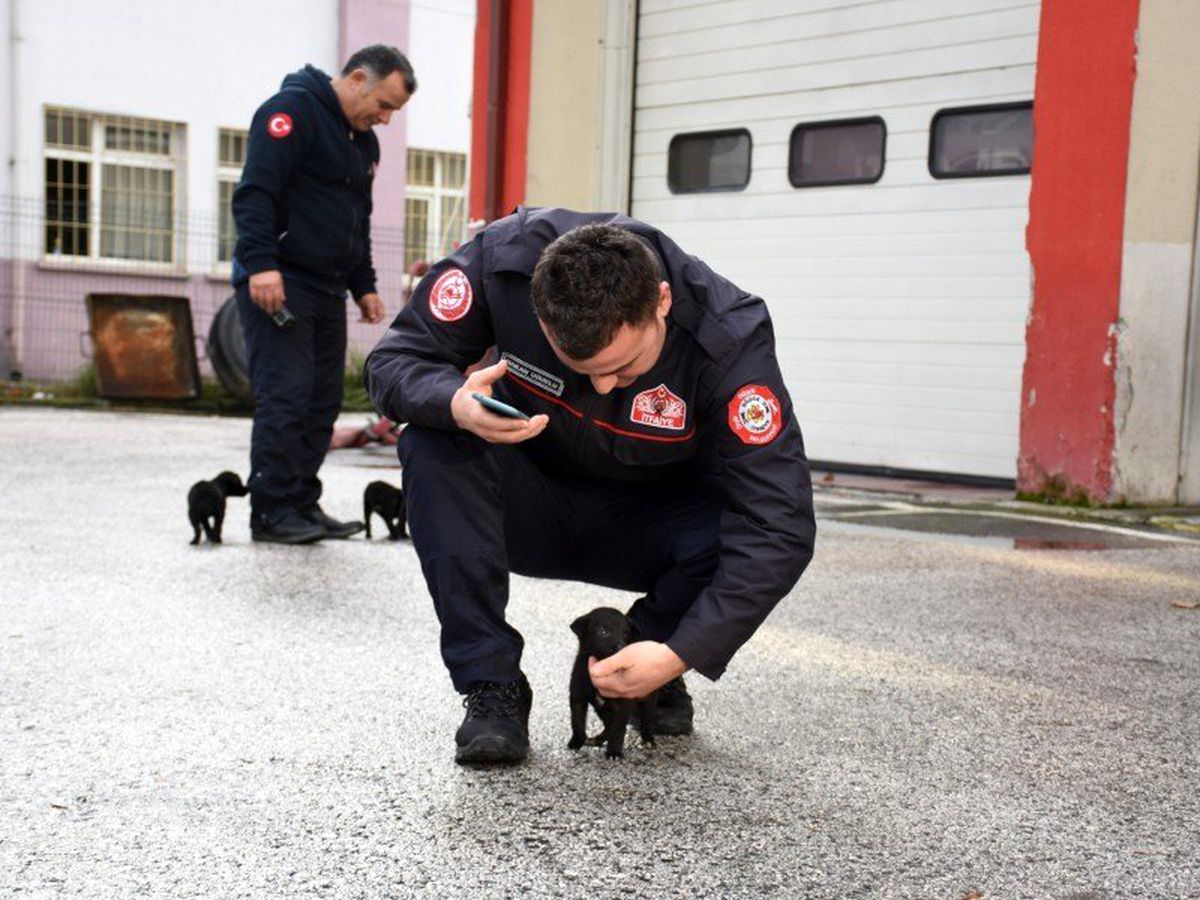 Köpek yavruları için itfaiye seferber oldu
