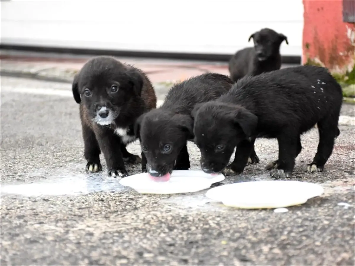 Kuyuya düşen 6 köpek yavrusu kurtarıldı