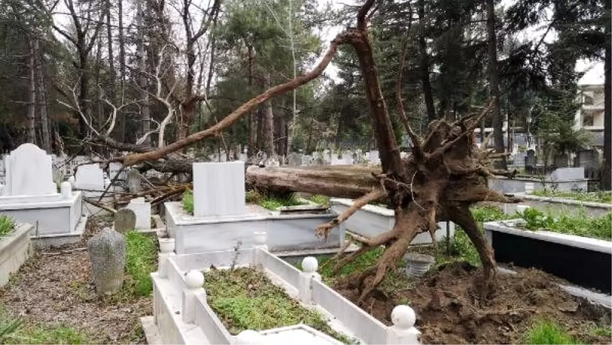 Lodos ağacı kökünden söktü