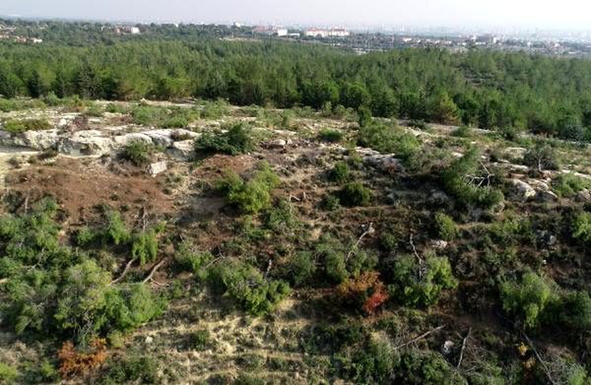 Mersin\'de 72 dönümlük orman alanındaki kızılçam ağaçları kesildi