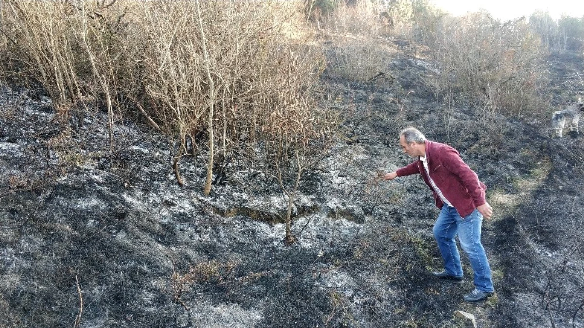 Samsun\'da ormanda örtü yangını