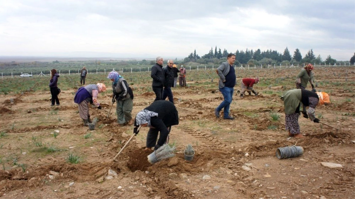 Söke Doğanbey\'de lavanta kokacak