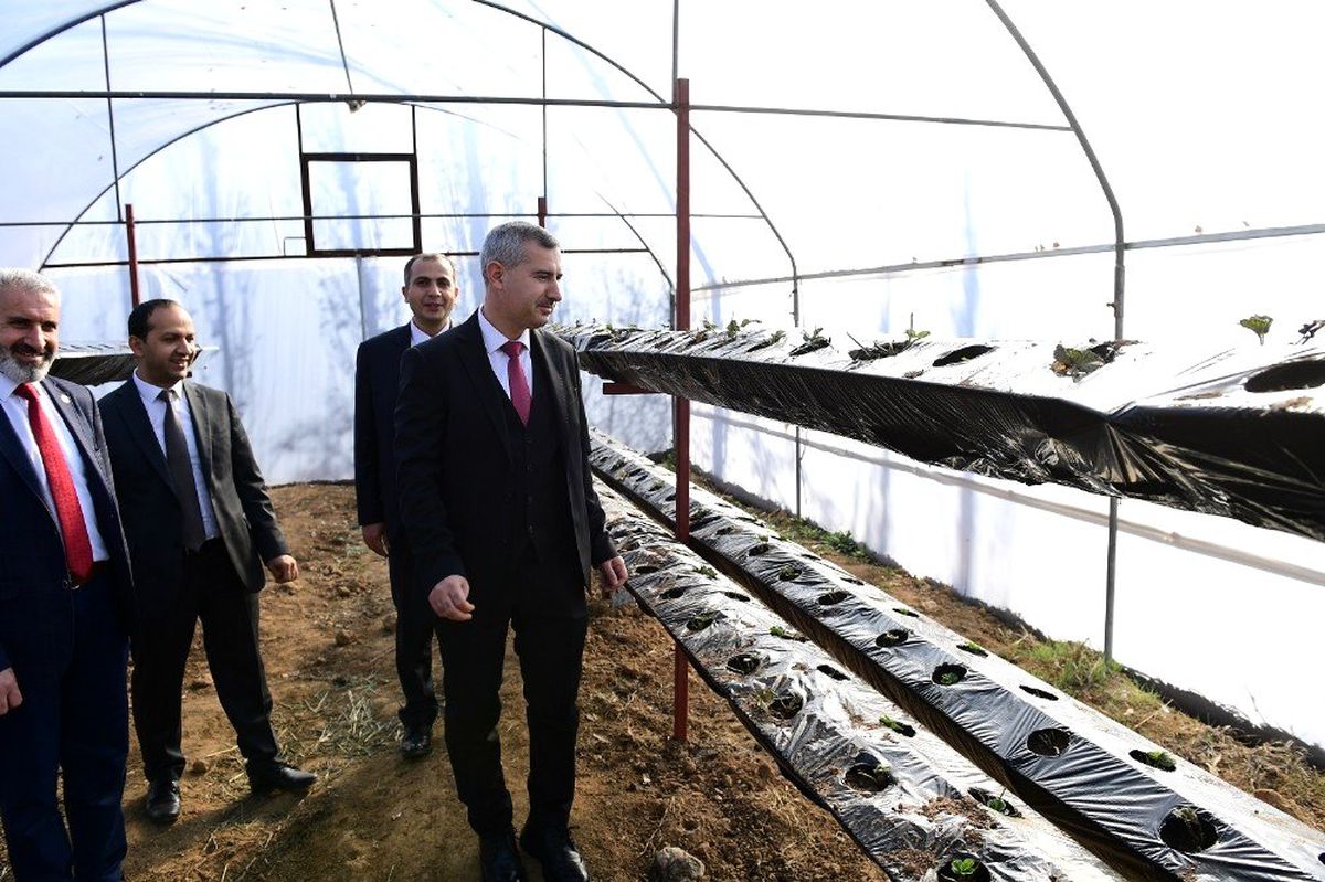 Topraksız çilek üretimine başlandı