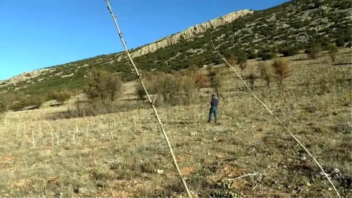 Denizli\'de 8 farklı hayvan türüne ait fosil bulundu