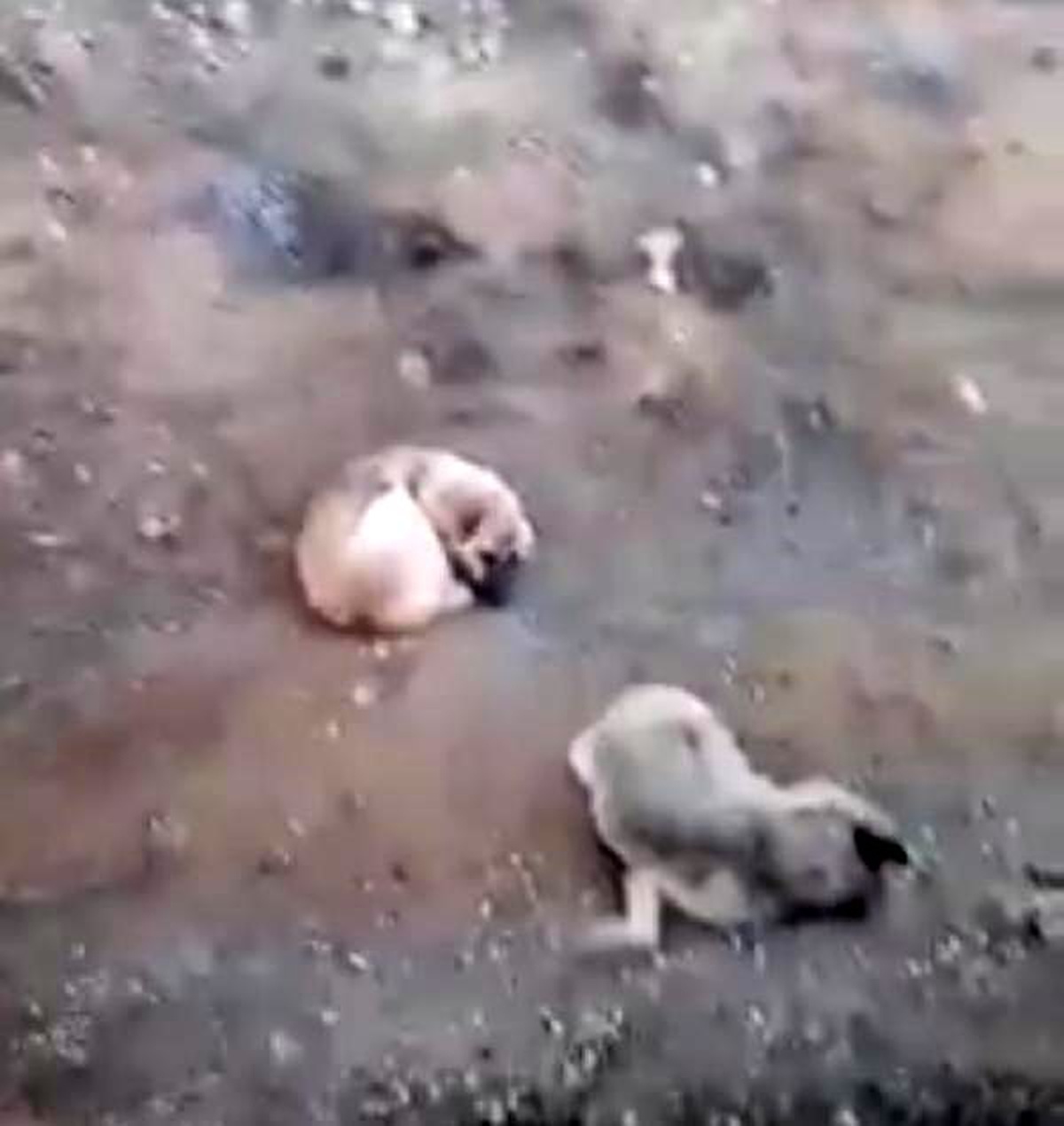 Domuzlar tarafından öldürülen dişisinin başında 4 gün bekledi