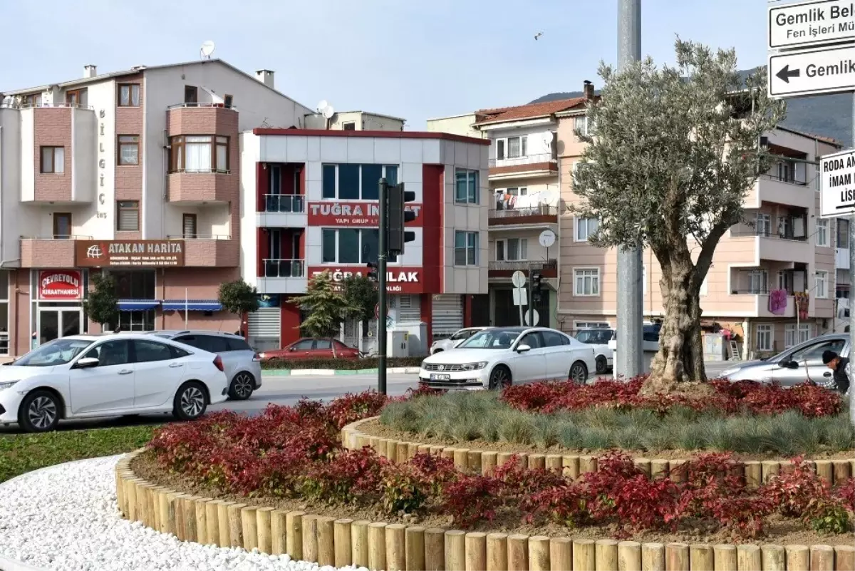 Gemlik\'te refüjler zeytinle renkleniyor