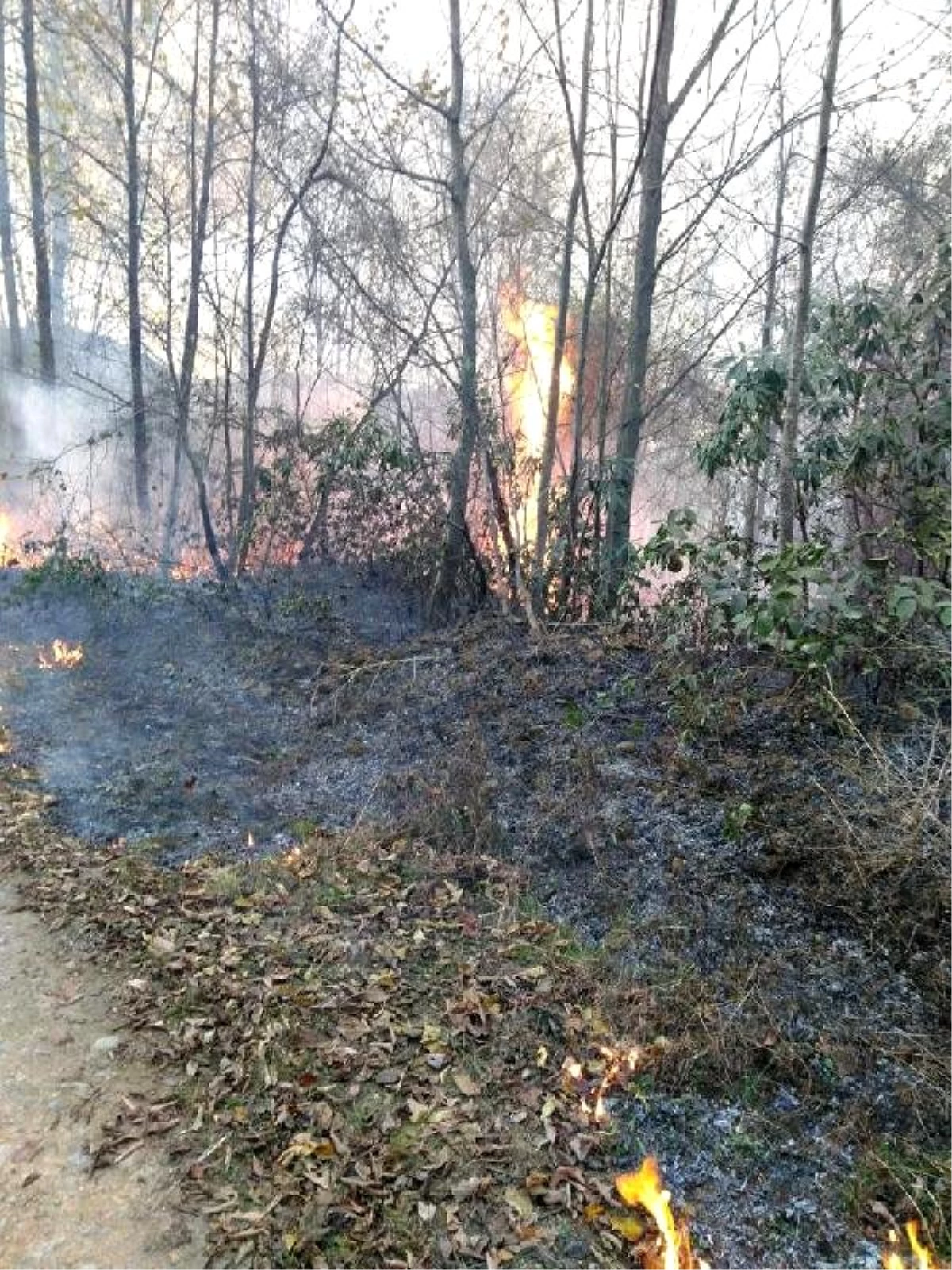 Karadeniz\'de 69 noktada yangın: 6 ev yandı, tarım arazileri zarar gördü (8)