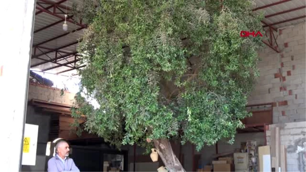 Marangoz atölyesindeki 100 yıllık zeytin ağacı görenleri şaşırtıyor