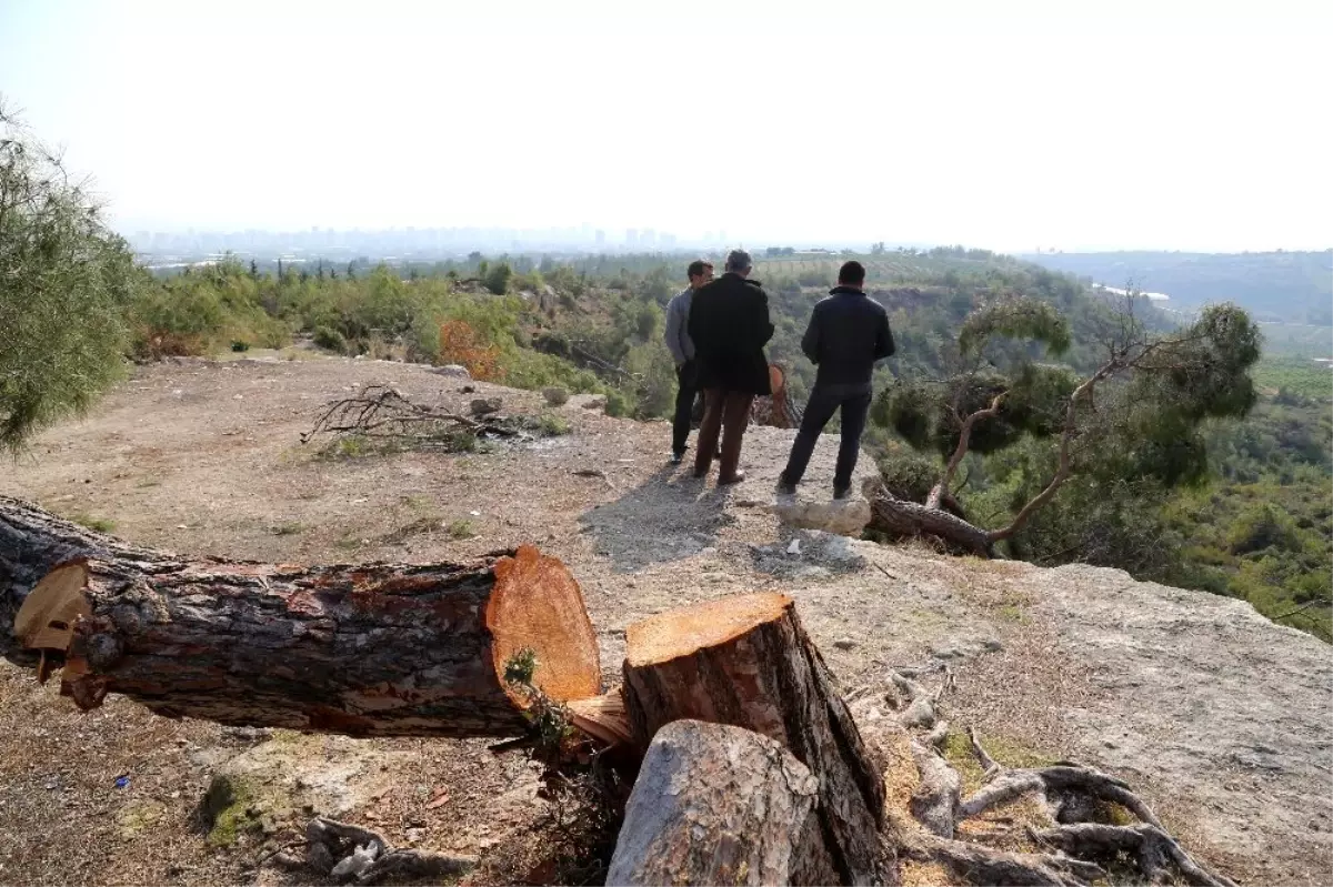 Mersin\'deki ağaç katliamıyla ilgili 1 tutuklama