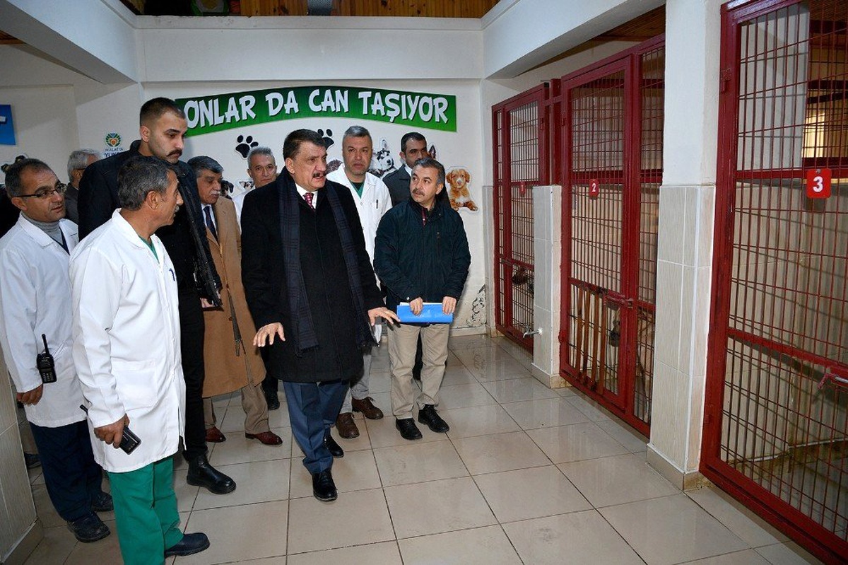 335 sokak hayvanı sahiplenildi