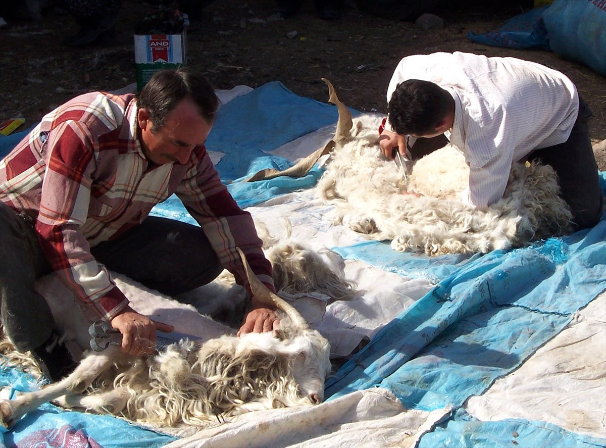 Beypazarı\'ndan 35 ton tiftik alımı yapıldı