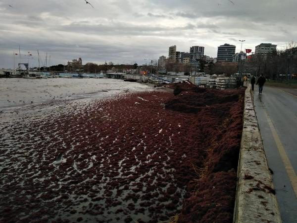 Caddebostan sahilini kırmızı yosunlar sardı