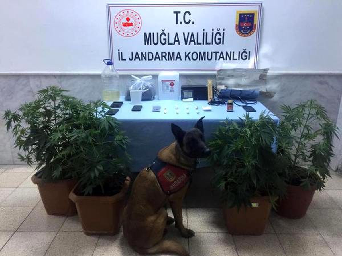 Datça\'da jandarmadan uyuşturucu operasyonu: 3 gözaltı