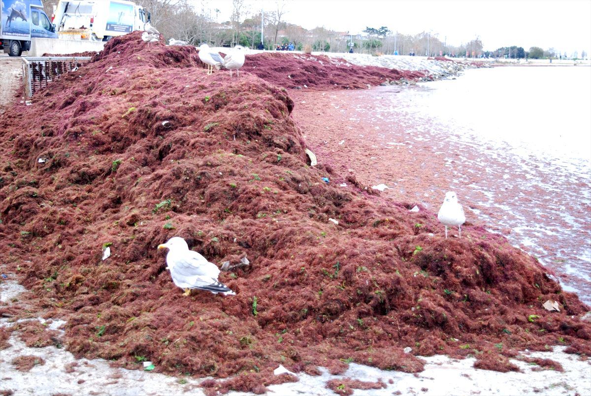 Kadıköy Caddebostan Sahili\'ndeki yosunlar temizleniyor