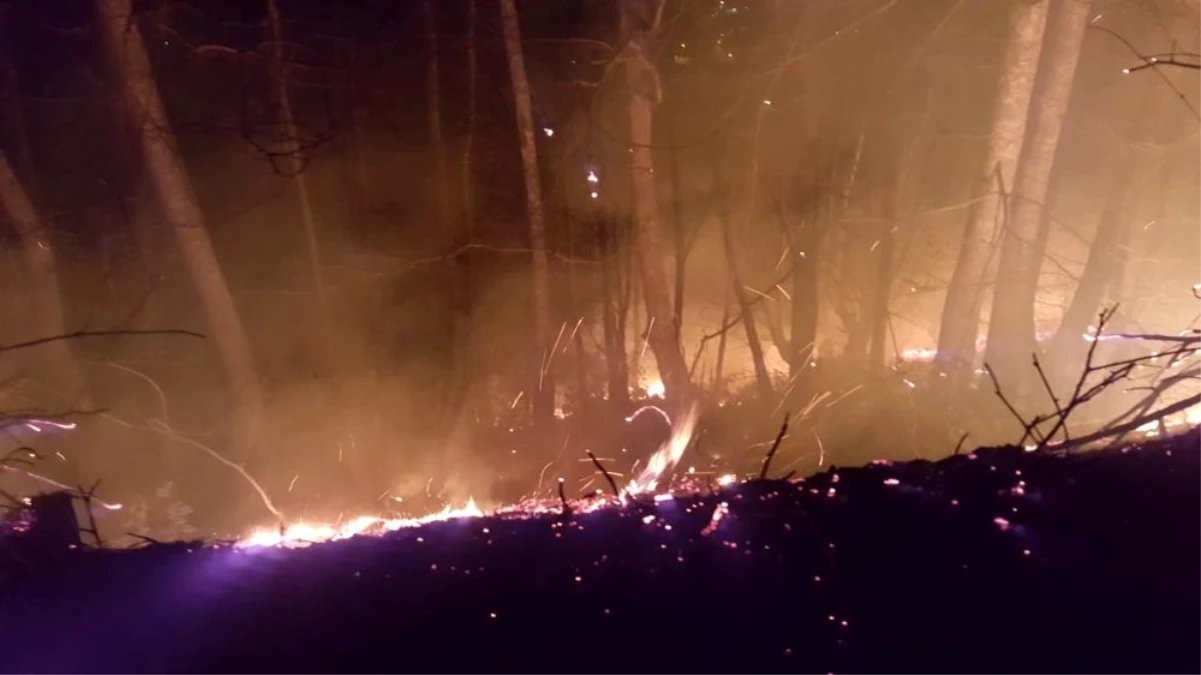 Ordu\'daki orman yangınlarına müdahale sürüyor