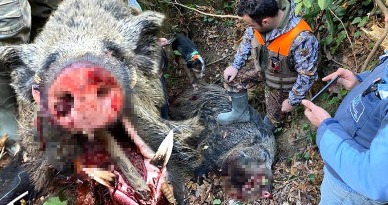 350 kiloluk domuzu gören şaştı kaldı! Son yılların en büyüğü Sinop\'ta yakalandı