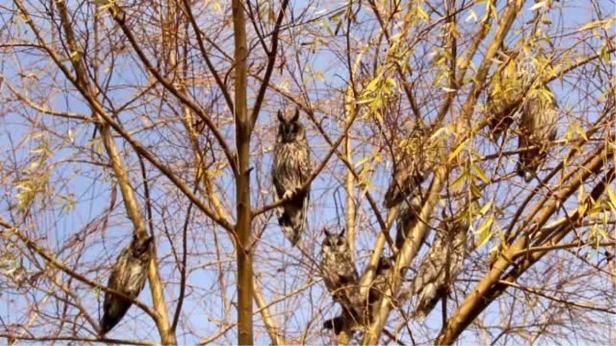 Üniversite kampüsündeki ağaç, baykuş kreşi oldu
