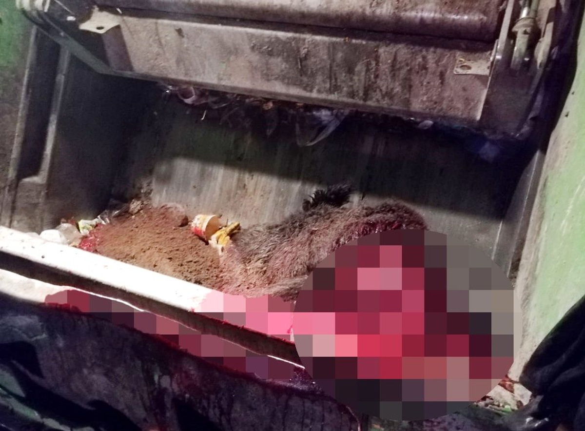 Yola fırlayan domuza çarpan otomobil kullanılamaz hale geldi