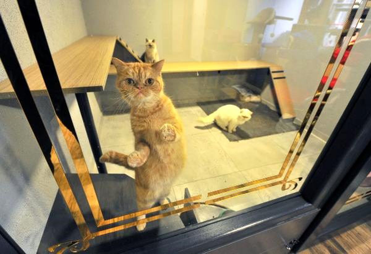 5 yıldızlı kedi ve köpek oteli, yılbaşı öncesi doldu