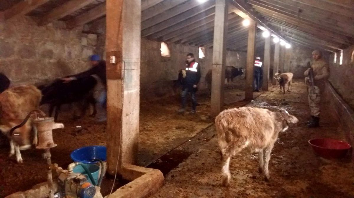 Ağrı\'da çalınan hayvanlar bulundu